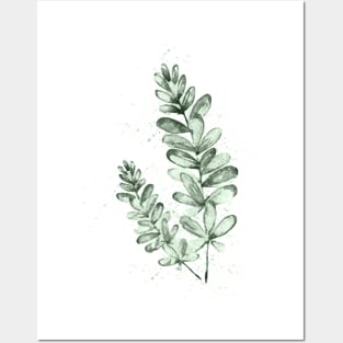 Eucalyptus Art Posters and Art